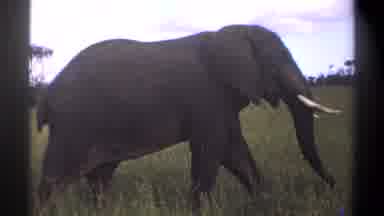 Lagos Nigeria (1969): A Elephant With Huge Tusk Walking Through The Savannah