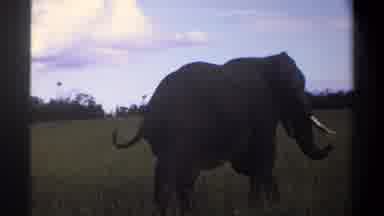 Lagos Nigeria (1969): An Elephant Walks Quietly After A Morning Shower