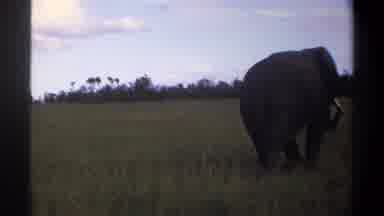 Lagos Nigeria (1969): The Elephant Roaming The Grass