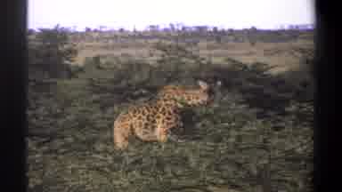Lagos Nigeria (1969): A Giraffe Stand Among Some Tall Trees In An African Savannah