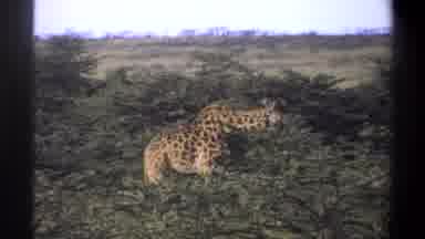 Lagos Nigeria (1969): A Cheetah Eating And Moving Around In Some Bushes In Its