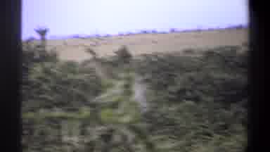 Lagos Nigeria (1969): Giraffe Poking Its Head Out Above The Tree Line In The Wild
