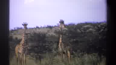 Lagos Nigeria (1969): 3 Spotted Giraffes Towering Over Surrounding Trees