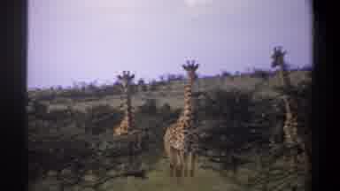 Lagos Nigeria (1969): Long Neck Giraffe Seen Under Blue Sky On Safari In Plains