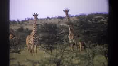 Lagos Nigeria (1969): Giraffes Roaming The Safari