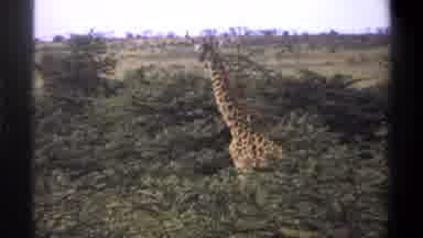 Lagos Nigeria (1969): A Giraffe Standing In A Field Surrounded By Trees