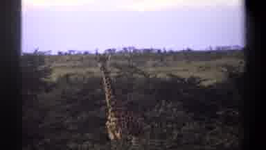 Lagos Nigeria (1969): In The Deepest Darkest Jungles Of Africa The Giraffe Can Be