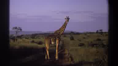 Lagos Nigeria (1969): A Giraffe Is The One Of The Tallest Wild Primal Looks Pretty