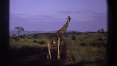 Lagos Nigeria (1969): Giraffe Stands In Field