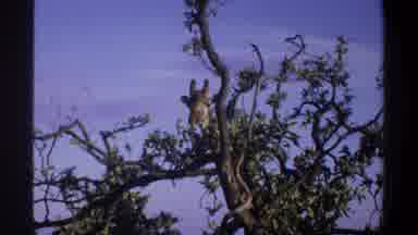 Lagos Nigeria (1969): Giraffe Chewing Eating Leaves Tall Tree