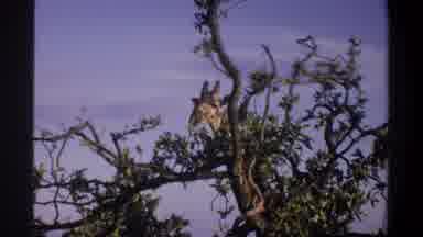 Lagos Nigeria (1969): View Of Giraffe Eating From Tree Top People Riding In Black