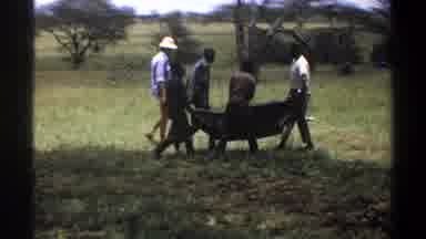 Lagos Nigeria (1969): Tranquilized Animal Carried Along The Plains Of Africa To