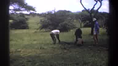 Lagos Nigeria (1969): Men Fiddling With A Big Snake And Others Looking In The Car