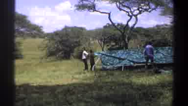 Lagos Nigeria (1969): African Men Pulling A Tarp Over Pole Frame For Shelter