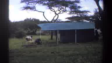 Lagos Nigeria (1969): People Working Outside Putting A Tent Together And Moving