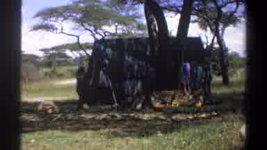 Lagos Nigeria (1969): Workers Setting Up A Tent In The Woods In Midsummer