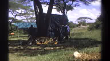 LAGOS NIGERIA-1969: Camp With Many People Setting Up Tents Under Trees To