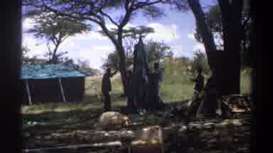 Lagos Nigeria (1969): Group Of Men Attempt To Build Their Tent While On A Camping