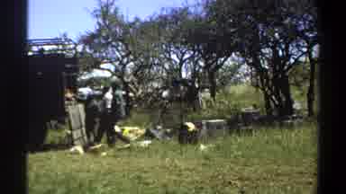 Lagos Nigeria (1969): Farm Workers Unload Truck In The Orchard