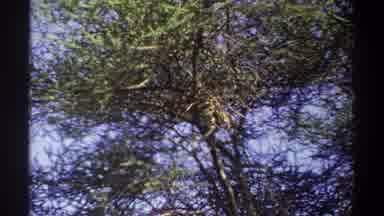 Lagos Nigeria (1969): Very Tall Tree With Crooked Thorny Branches And Few Leaves