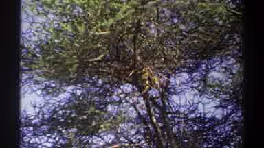 Lagos Nigeria (1969): Trees Blown By Wind
