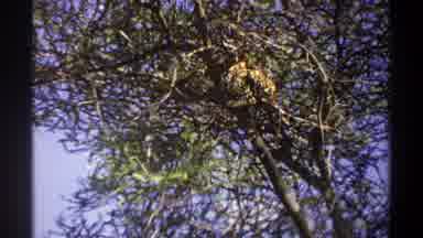 Lagos Nigeria (1969): Animal Wildlife In Tree Natural Habitat Appears To Be Stuck