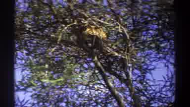Lagos Nigeria (1969): Filming An Animal That Climbed The Branches Of A Tree