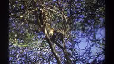Lagos Nigeria (1969): View Of Animal Resting In Tree On Bright Sunny Day