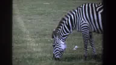 Pretoria South Africa (1969): A Zebra Eating Grass