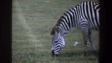 Pretoria South Africa (1969): Zebra And Buffalo