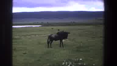 Pretoria South Africa (1969): Animals Self Bath