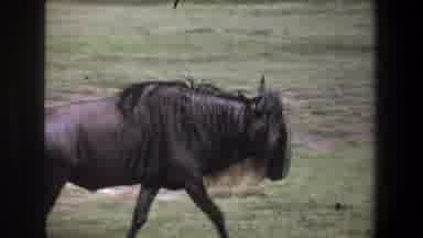 Pretoria South Africa (1969): Very Powerful Animal With Bosses And A Long Fur On