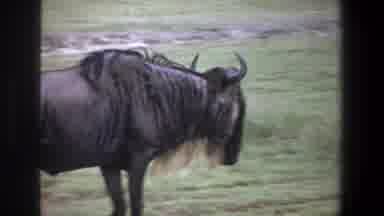 Pretoria South Africa (1969): A Horned Animal With A Unkempt Mane Walks Alone