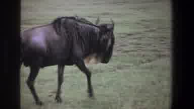 Pretoria South Africa (1969): Old Footage Of Water Buffalo Walking Around A Grassy