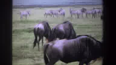 Pretoria South Africa (1969): Riding Through A Safari With Zebras And Other