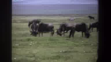 Pretoria South Africa (1969): Wildlife With Zebras And Hunchbacked Brown Animals