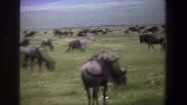 Pretoria South Africa (1969): A Large Group Of Animals Is Shown Grazing On A Field