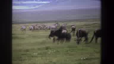 Pretoria South Africa (1969): Africa Has Many Animals Like The Guineas Medium