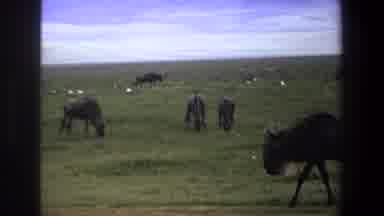 Pretoria South Africa (1969): Herd Of Water Buffalo With Horns And Furry Main