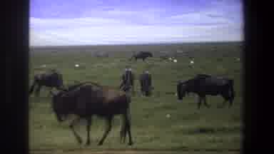 Pretoria South Africa (1969): A Man Walking Through A Field With Some Animals