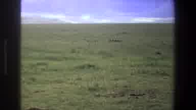 Pretoria South Africa (1969): Zooming In To A Grassy Green Pasture With A Herd Of