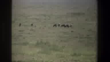 Pretoria South Africa (1969): Livestock Grazing In Green Sunny Hills