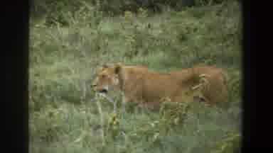 Pretoria South Africa (1969): A Lion Standing In The Grass With High Grass Looking