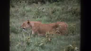Pretoria South Africa (1969): Lion Catching A Smell In Tall Grass