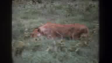 Pretoria South Africa (1969): Female Lion Walking Across The African Savannah