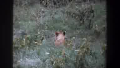 Pretoria South Africa (1969): A Predator Carefully Watching Its Prey And Ready To