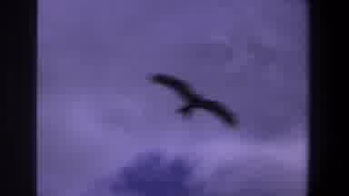 Pretoria South Africa (1969): Black Bird Flying Freely In The Sky