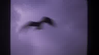 Pretoria South Africa (1969): Bird Flying In The Air And The Swooping Down Into A