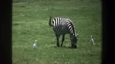 Pretoria South Africa (1969): The Zebra Eating The Grass In The Grass Field