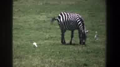 Pretoria South Africa (1969): Zebra Is Eating On The Field
